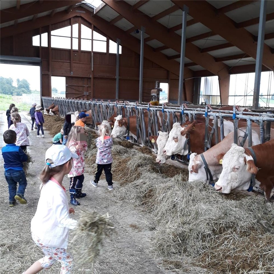Kita Kinder im Kuhstall
